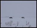 Picture Title - Nevada winter