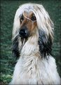 Picture Title - Afghanhound