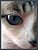 Cat eye (Olho de gato)