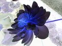 Picture Title - Blue Lotus