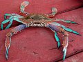 Picture Title - Blue Crab