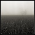 Picture Title - Fog 3