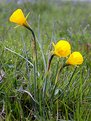 Picture Title - Narcissus bulbocodium