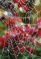 Picture Title - Red Web
