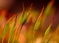 Picture Title - Tiny "wheat field"