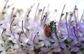 Picture Title - A ladybug