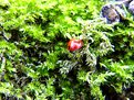 Picture Title - From my garden