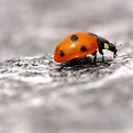 Picture Title - the running Lady-Bug