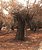 old olive tree