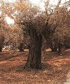 Picture Title - old olive tree