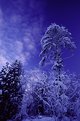 Picture Title - Blue Revard, With a Mushroom-Tree