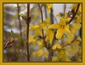 Picture Title - Forsythia