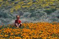 Picture Title - California Poppies