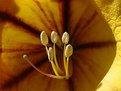 Picture Title - Yellow Stamen Study