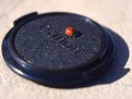 Picture Title - Ladybug