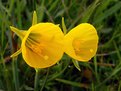 Picture Title - Narcissus bulbocodium - part 2