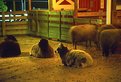 Picture Title - Sheep at Night