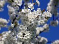 Picture Title - The Cherry Trees are initializing the spring