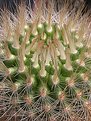 Picture Title - cacti