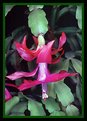 Picture Title - Cactus Flower.
