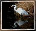 Picture Title - Great Egret Fishing