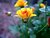 Cherry 2000 Mums