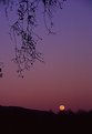 Picture Title - Yellow Moon, Purple Sky