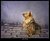 little dog