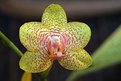 Picture Title - Orchid 1