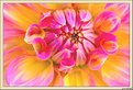 Picture Title - Pastel Dahlia