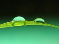 Picture Title - Dewdrop III