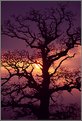 Picture Title - Skeletal Tree