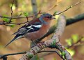 Picture Title - Chaffinch