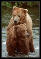 Picture Title - Love Making Bears