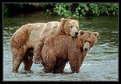 Picture Title - Horny Bear