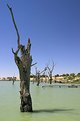 Picture Title - Lake near Kerang, Australia