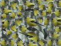 Picture Title - Goldfinches Galore.