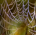 Picture Title - The Morning Web