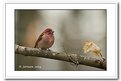 Picture Title - Purple Finch