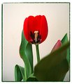 Picture Title - Tulip, in red..