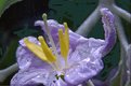 Picture Title - Flower In Water