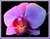 Mauve Orchid II