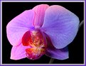 Picture Title - Mauve Orchid II