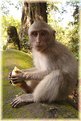 Picture Title - Nude Monkey