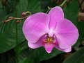 Picture Title - Orchid