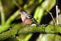 Picture Title - Chaffinch No2