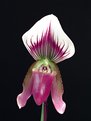 Picture Title - Paphiopedilum Callosum