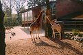 Picture Title - giraffen