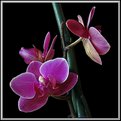 Picture Title - New Orchid