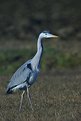 Picture Title - Heron #16